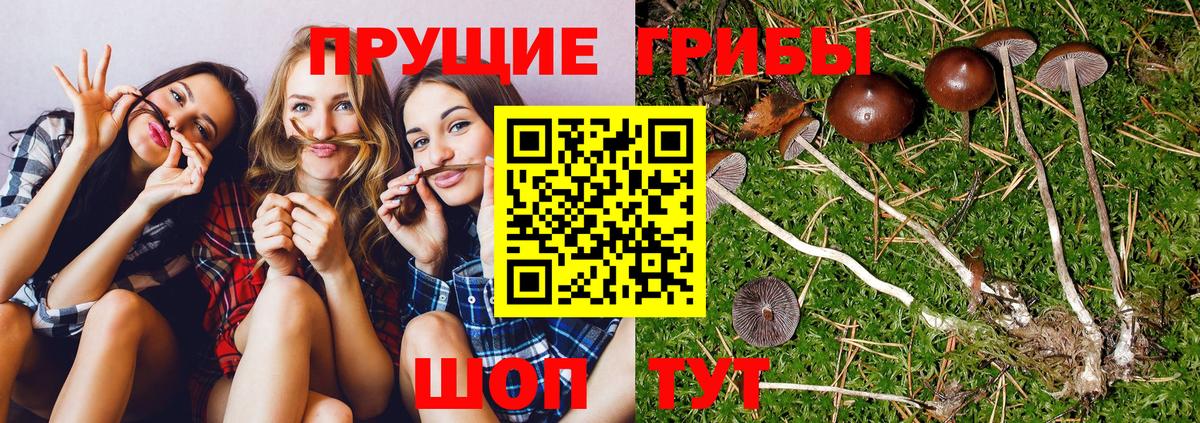 Псилоцибиновые грибы Psilocybe  Вход с VPN  Псилоцибиновые грибы мицелий  Вичуга 